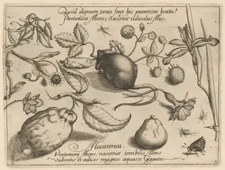 Archetypa studiaque patris Georgii Hoefnagelii [Part 4, Plate 2], by Jacob Hoefnagel, ink, 1592