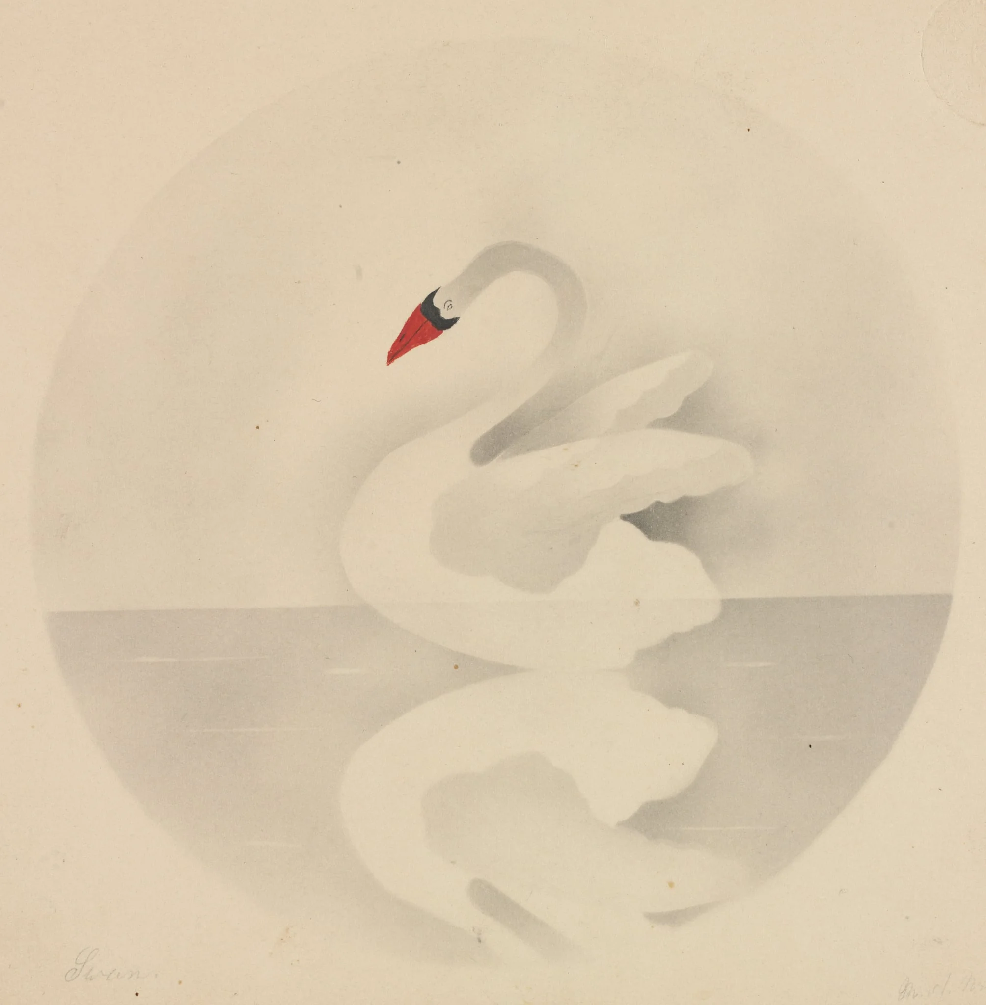 Swan, detail