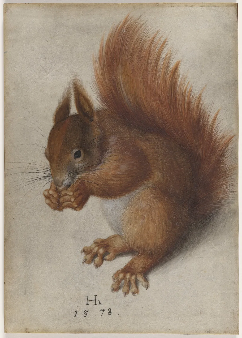 Red Squirrel, by Hans Hoffmann, gouache, 1578