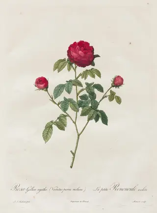 Provence or French Rose, by Henry Joseph Redouté, 1820