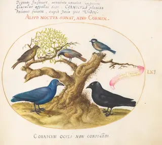 Plate 61: Blue Crow(?), Jackdaw, Chickadee or Tit, and Other Birds, by Joris Hoefnagel, gouache, 1594