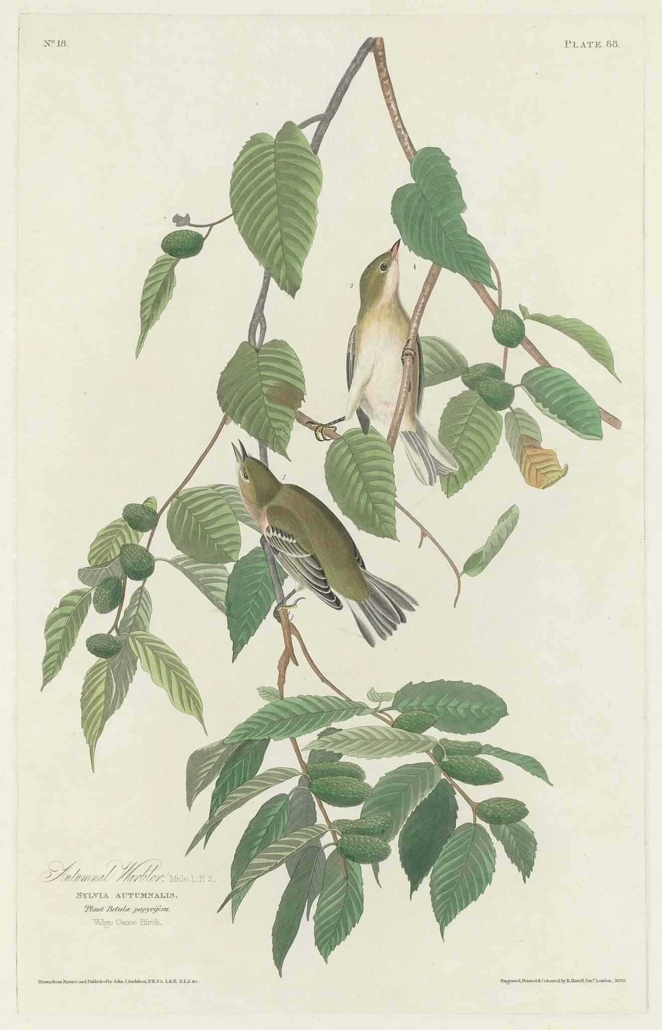 Autumnal Warbler, detail