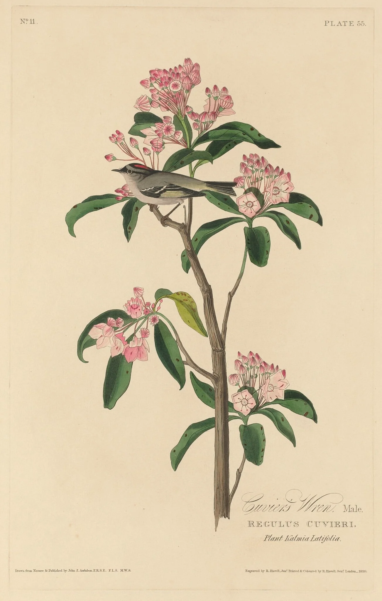 Cuvier's Wren, detail