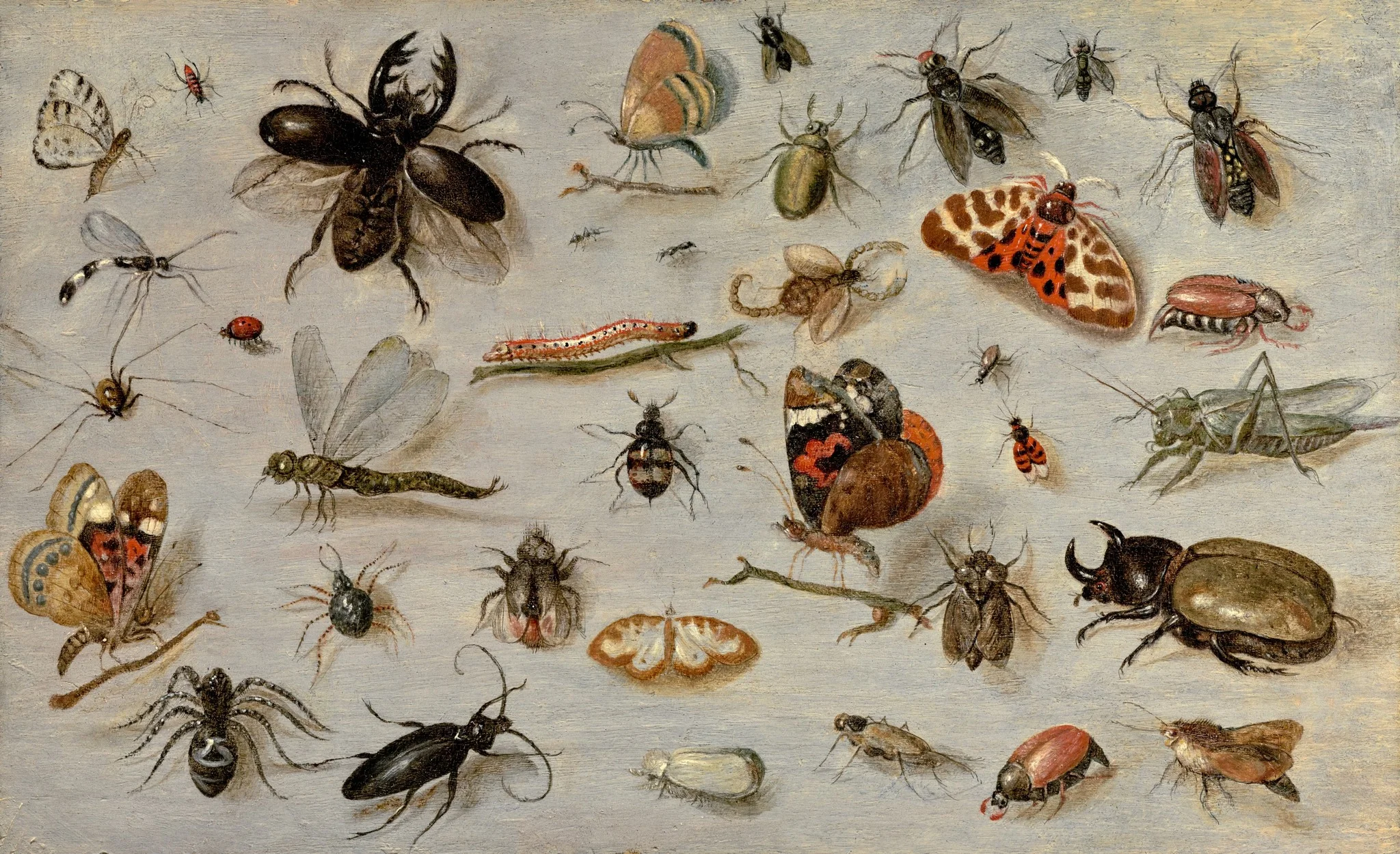 A Study of Butterflies, Moths, Spiders, and Insects, detail