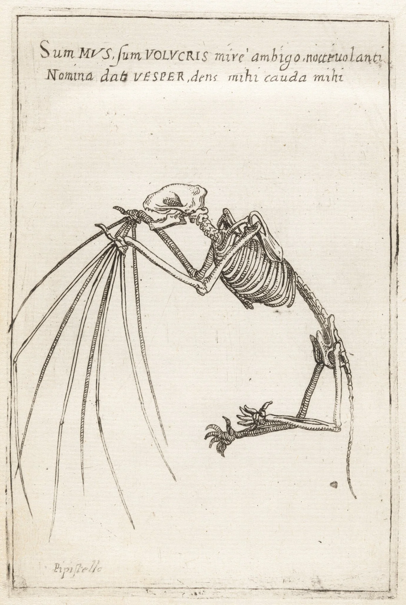 Skeleton of a Bat, detail