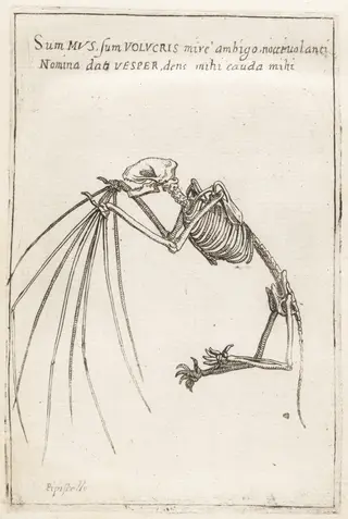 Skeleton of a Bat, by Teodoro Filippo di Liagno, ink, 1620