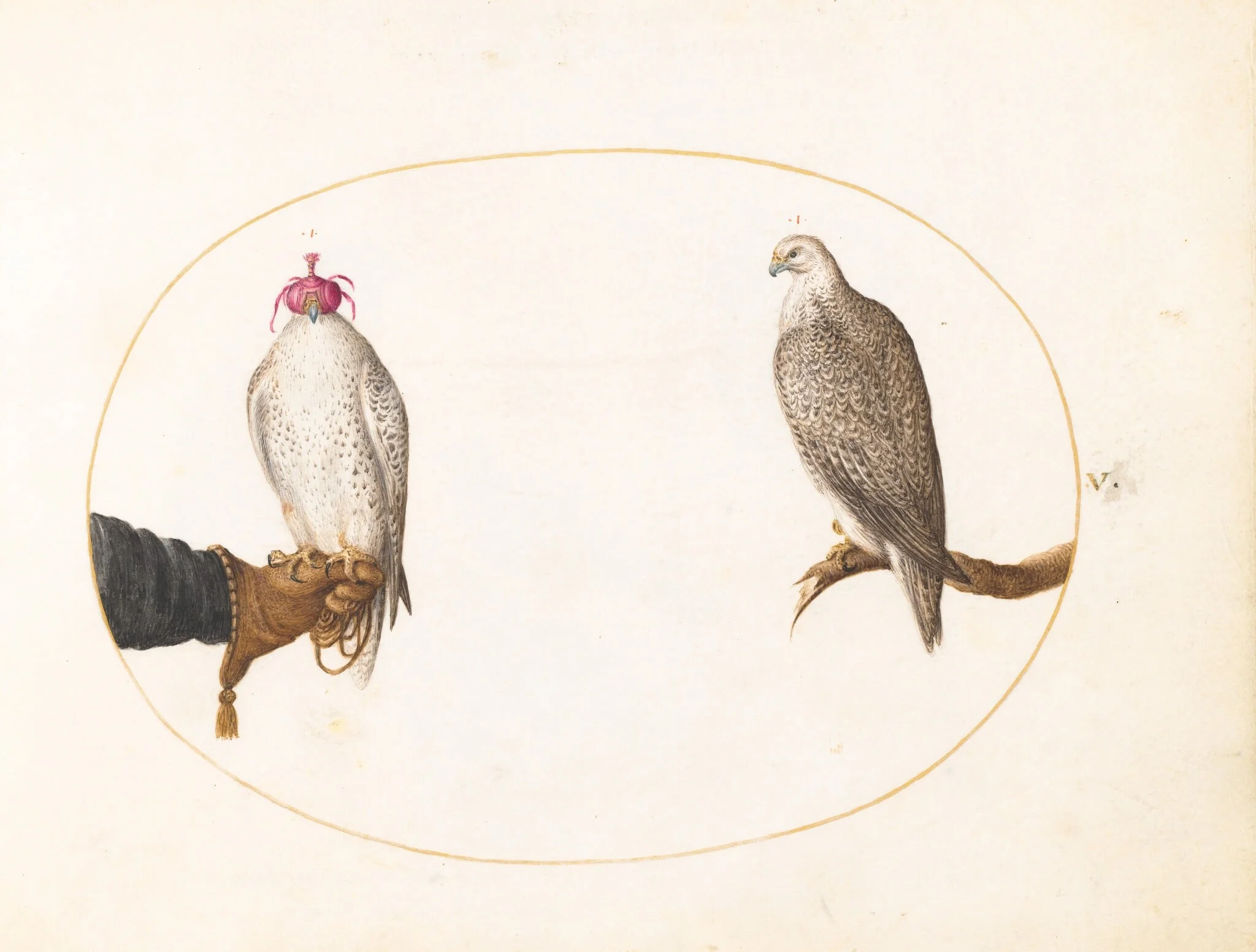 Plate 5: A Hooded Falcon and Its Wild Counterpart, detail