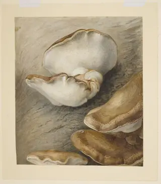 Birch tree fungus (Piptoporus betulinus) on a tree trunk, by Beatrix Potter, watercolor, 1894