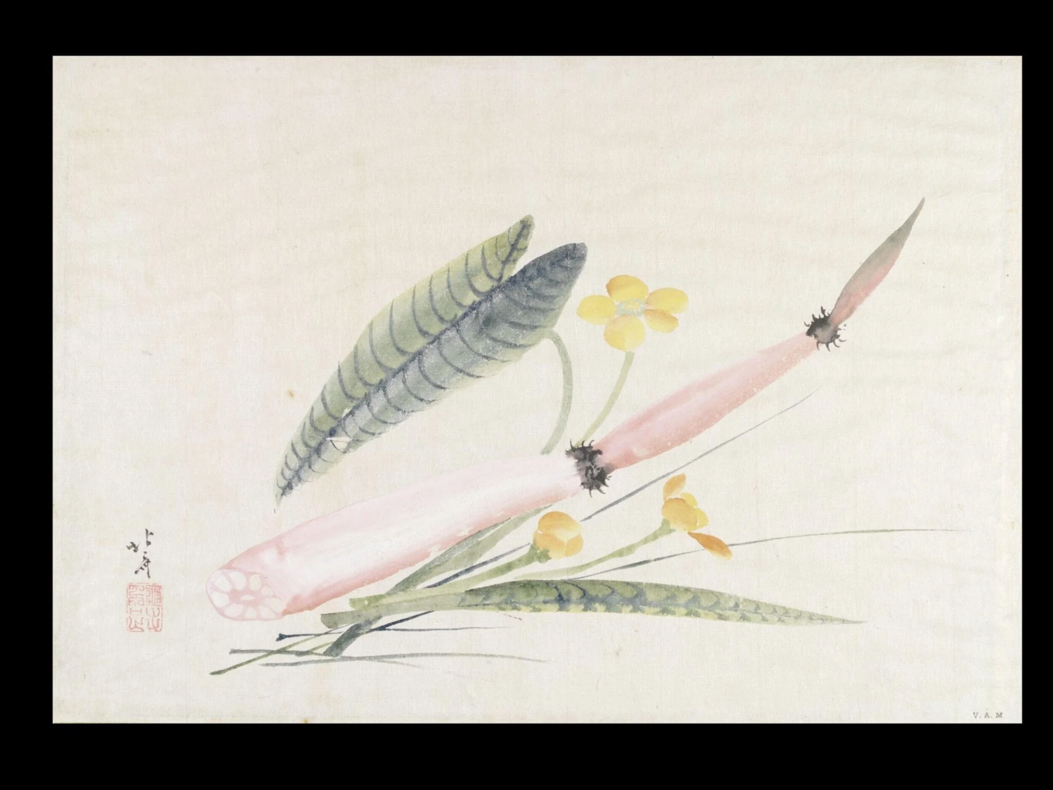 Lotus Root and Spatterdocks, detail