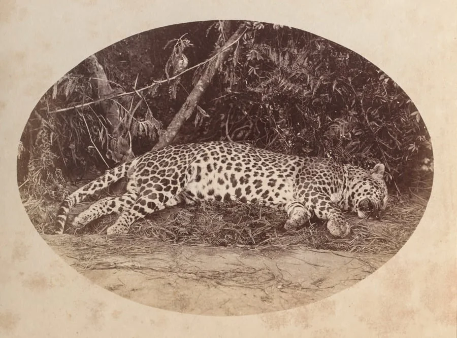 Dead Leopard, detail