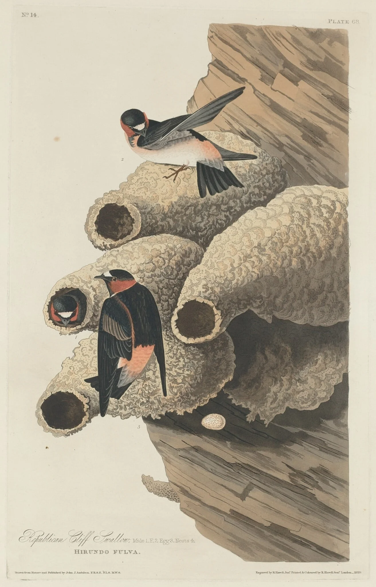 Republican Cliff Swallow, detail