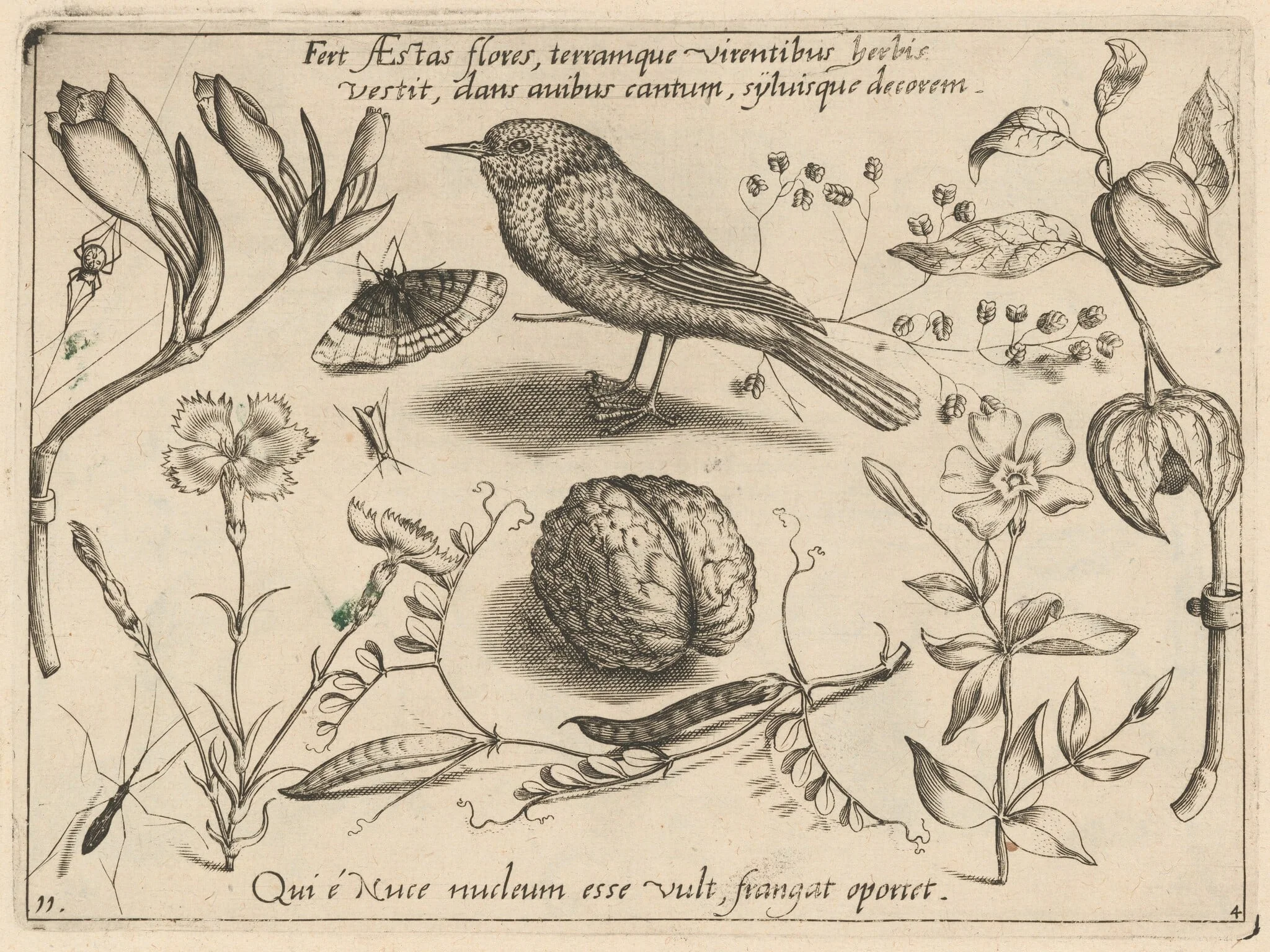 Archetypa studiaque patris Georgii Hoefnagelii [Part 4, Plate 11], detail