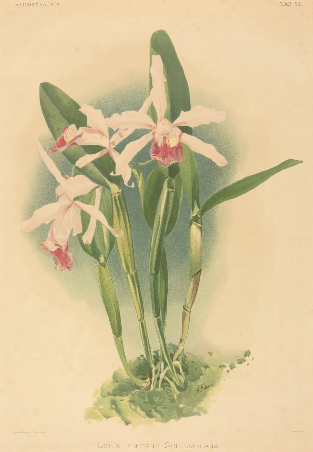 Laelia Elegans Schilleriana, by Joseph Mansell, ink, 1840