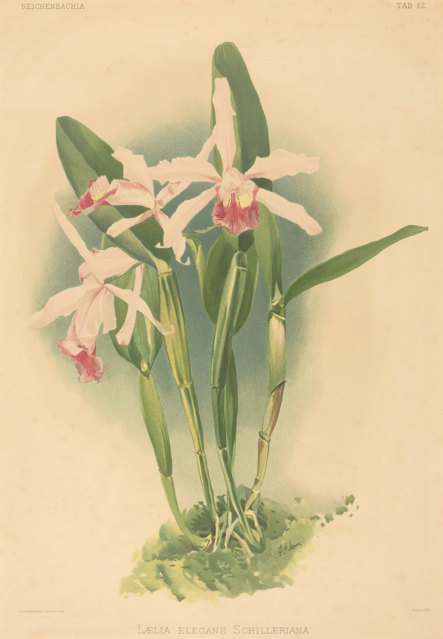 Laelia Elegans Schilleriana, detail