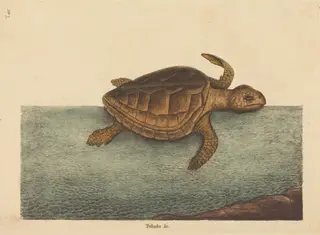 The Logger-head Turtle (Testudo Cavanna), by Mark Catesby, ink, 1737