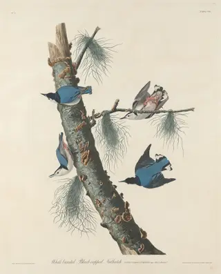 White-breasted Black-capped Nuthatch, by Havell, Jr., Robert, ink, 1832