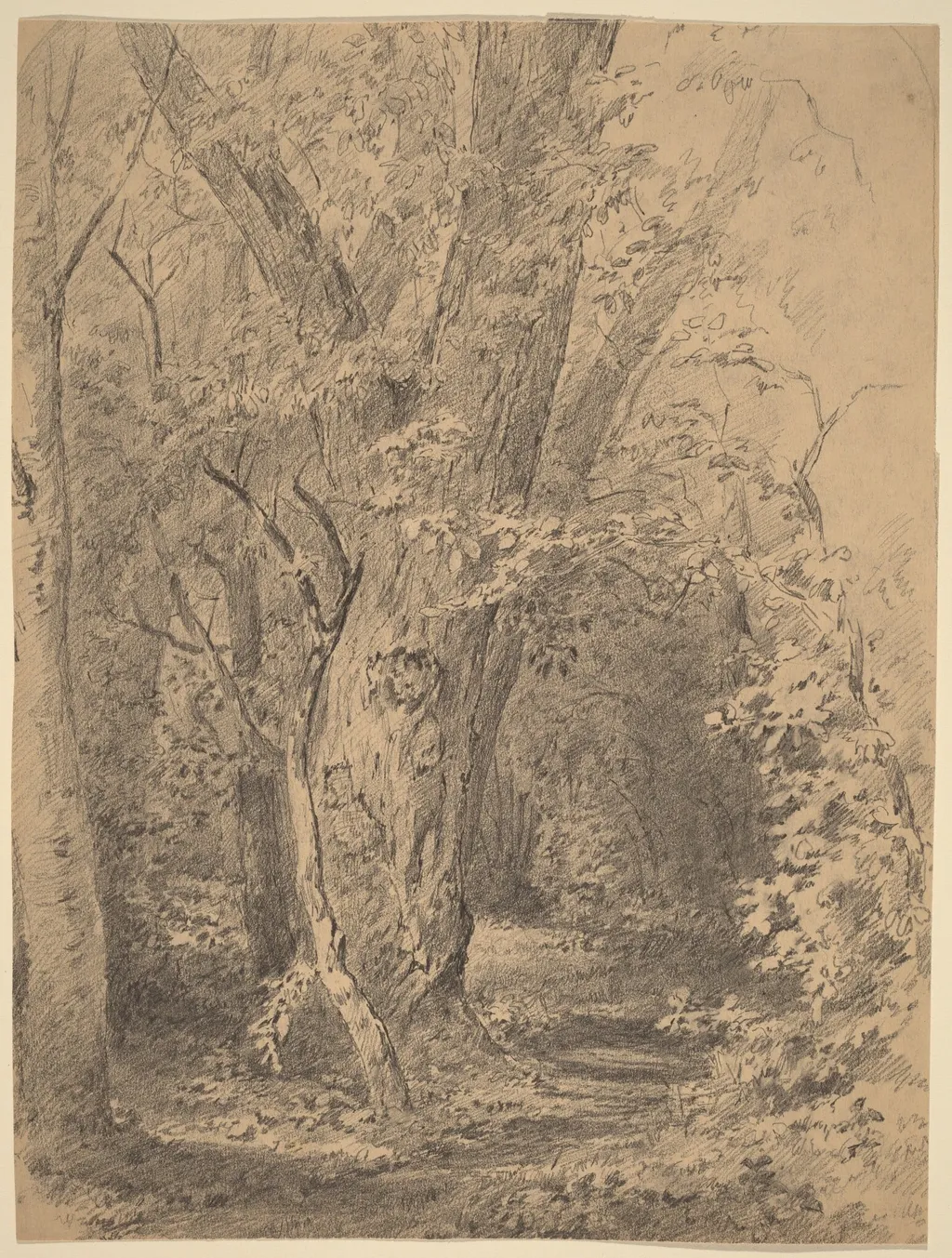 Tree and Foliage, by Walter Shirlaw, graphite, 1873