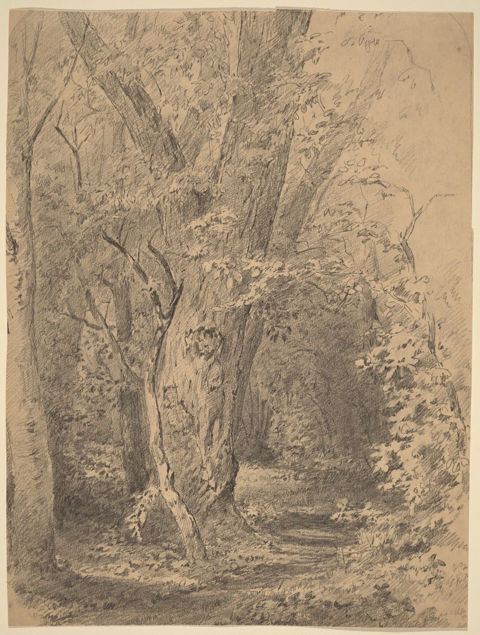 Tree and Foliage, detail