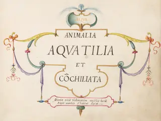 Title Page, by Joris Hoefnagel, gouache, 1594