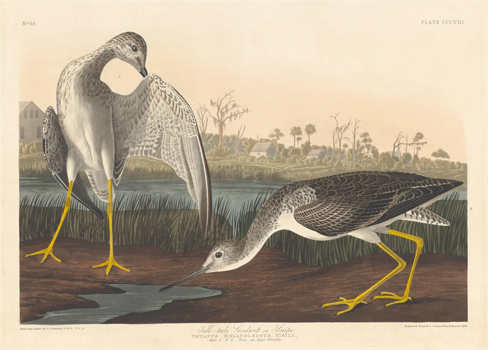 Tell-tale Godwit, detail
