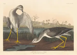 Tell-tale Godwit, by Havell, Jr., Robert, ink, 1836