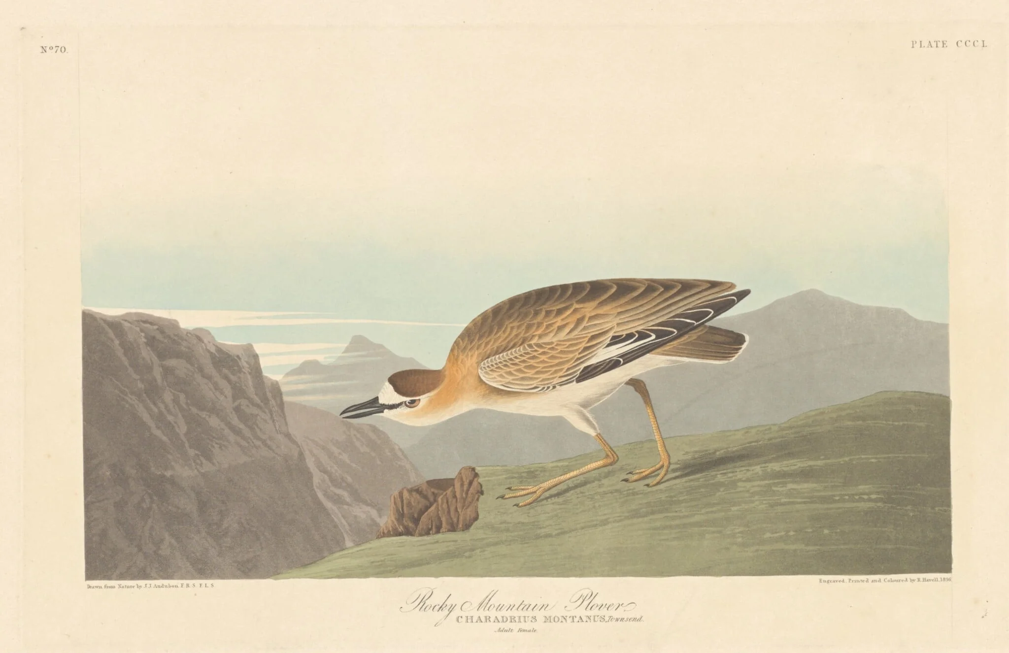 Rocky Mountain Plover, detail