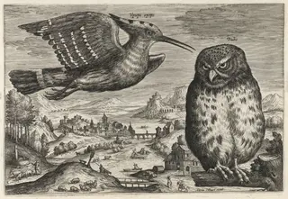 Hoopoe and Owl, by Adriaen Collaert, ink, 1600