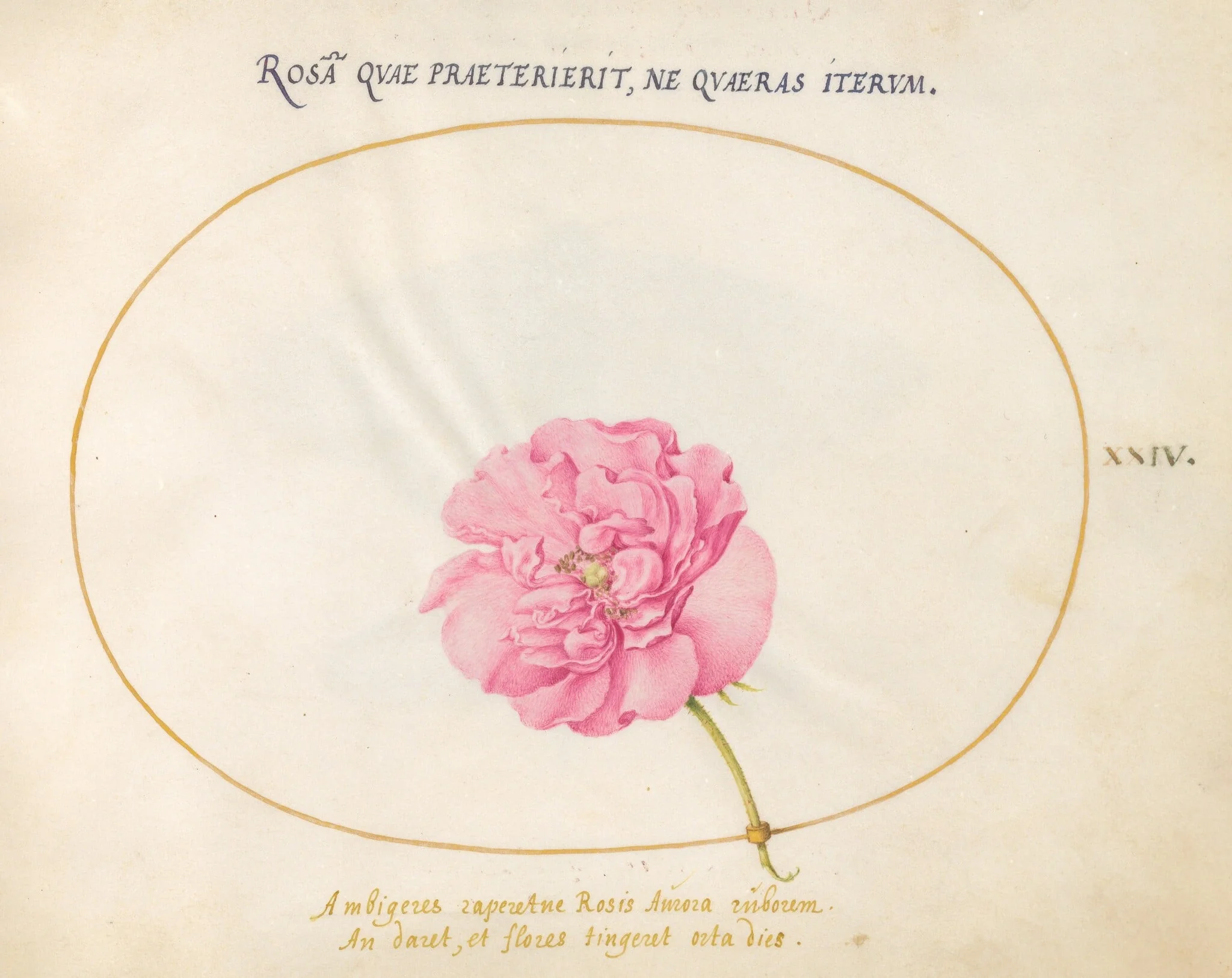 Plate 24: Pink Rose, detail