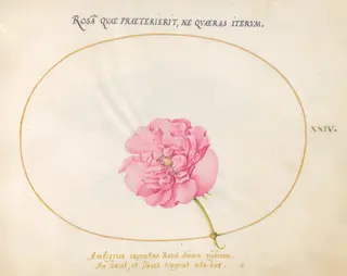 Plate 24: Pink Rose, by Joris Hoefnagel, gouache, 1594