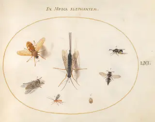Plate 61: Seven Insects, Including Flies, by Joris Hoefnagel, gouache, 1594