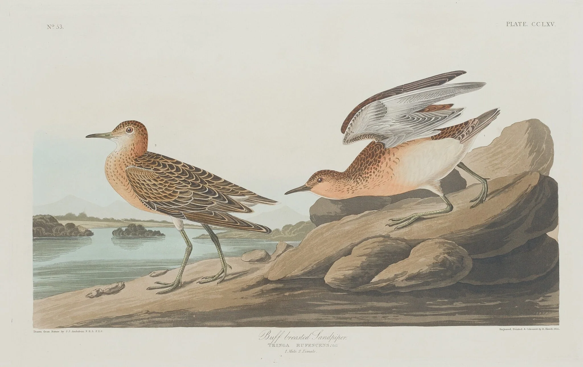 Buff-breasted Sandpiper, detail