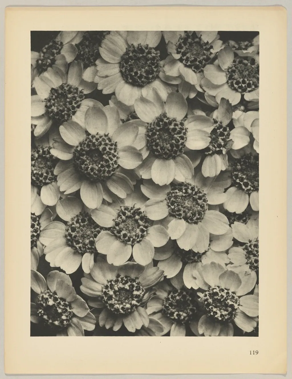 Achillea clypeolata, by Karl Blossfeldt, 1928