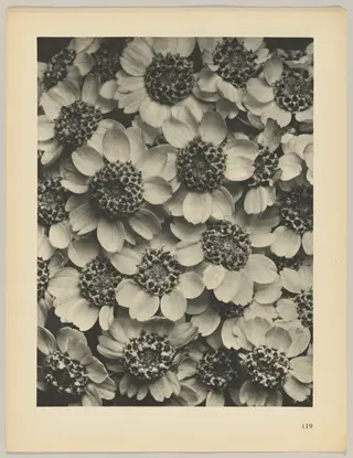 Achillea clypeolata, by Karl Blossfeldt, 1928
