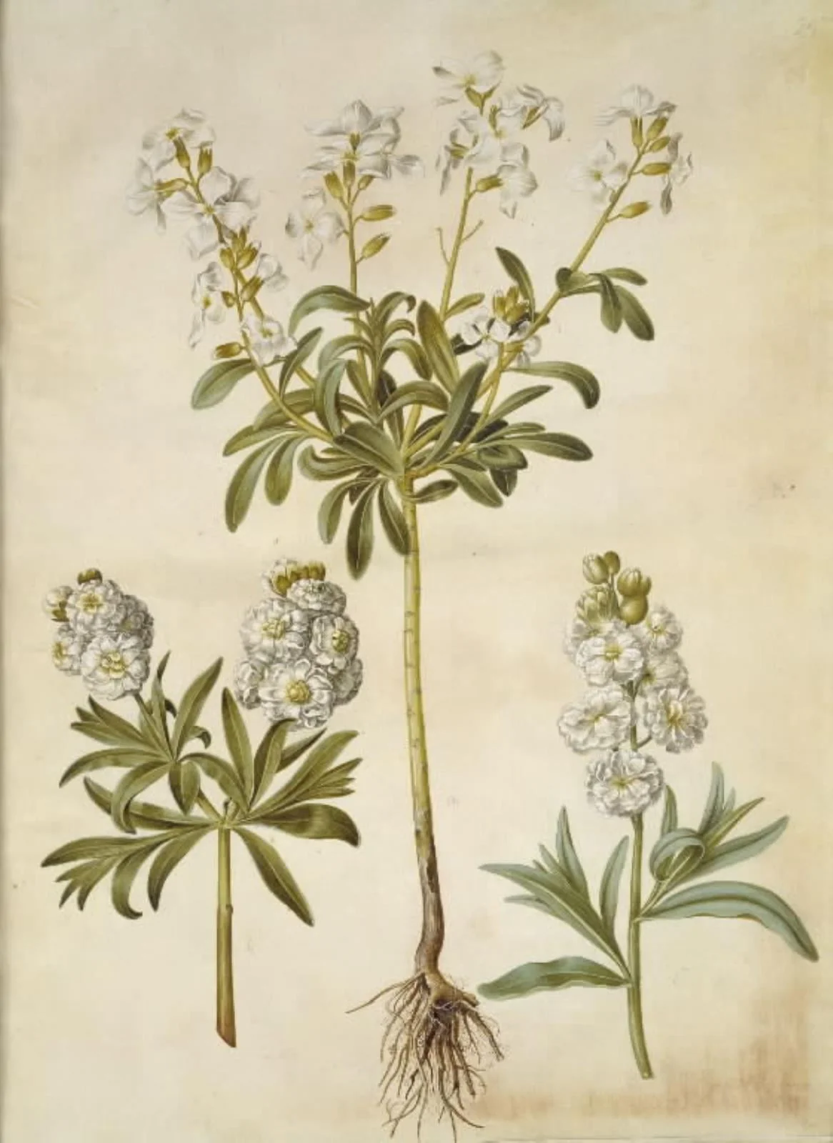 Matthiola incana (vinter-levkøj), detail