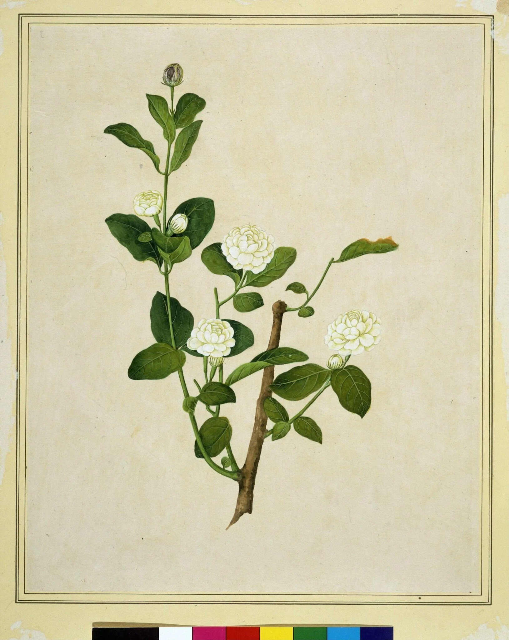 Arabian jasmine, detail