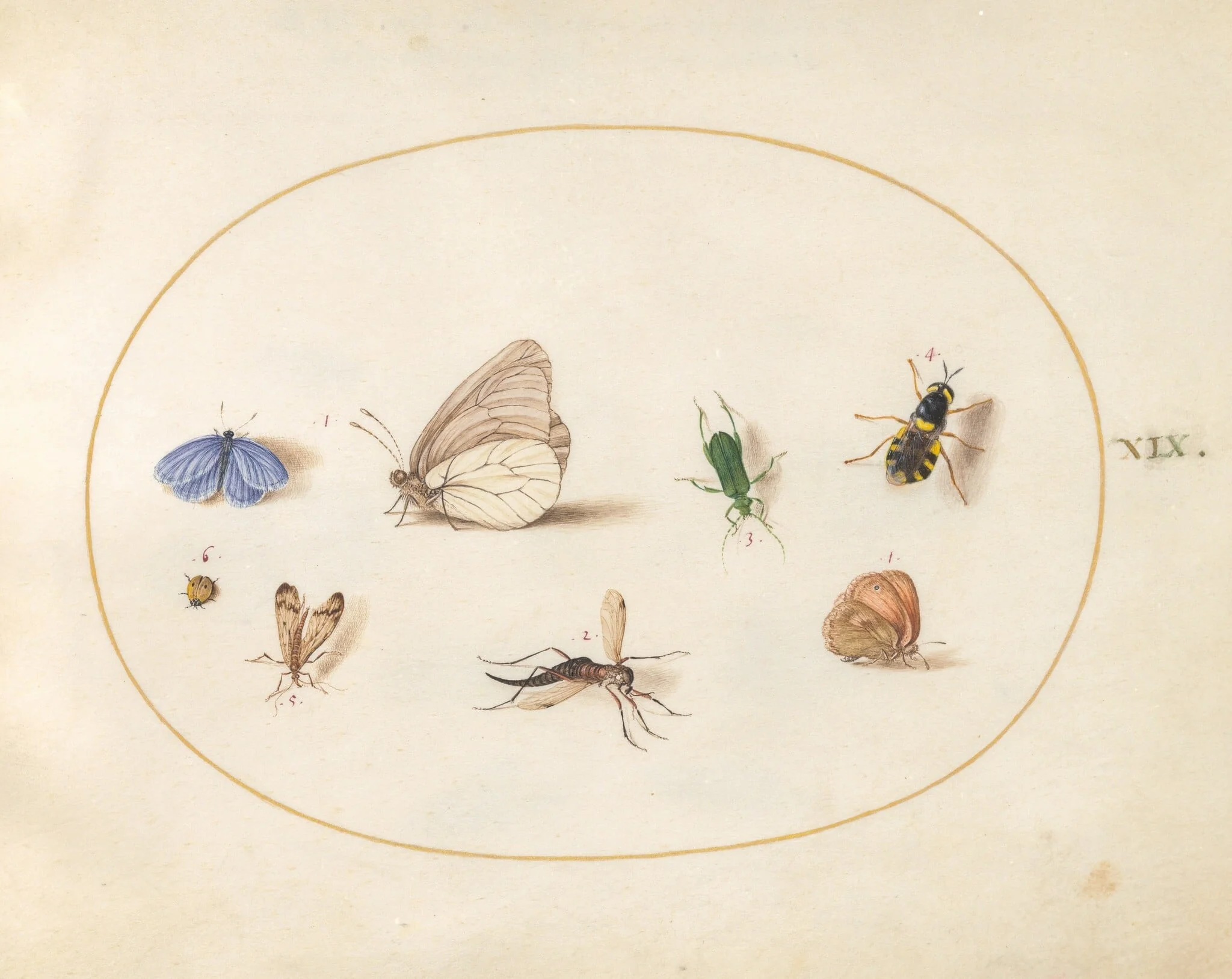 Plate 19: Two Butterflies with Five Other Insects, detail