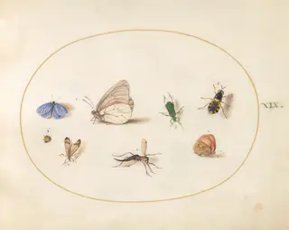 Plate 19: Two Butterflies with Five Other Insects, by Joris Hoefnagel, gouache, 1594
