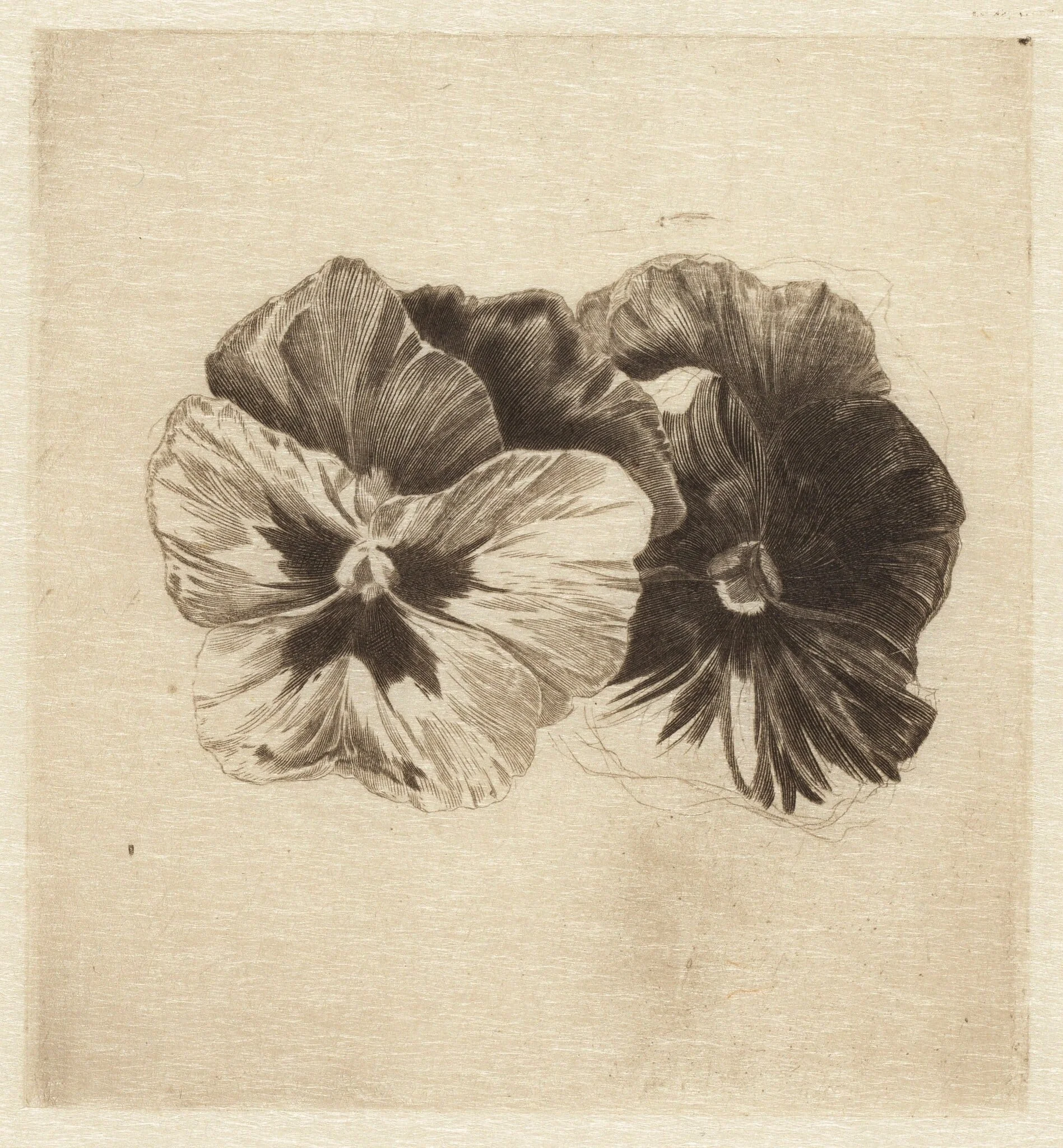 Pansies, detail