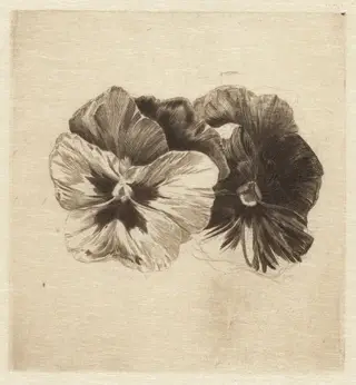 Pansies, by James David Smillie, ink