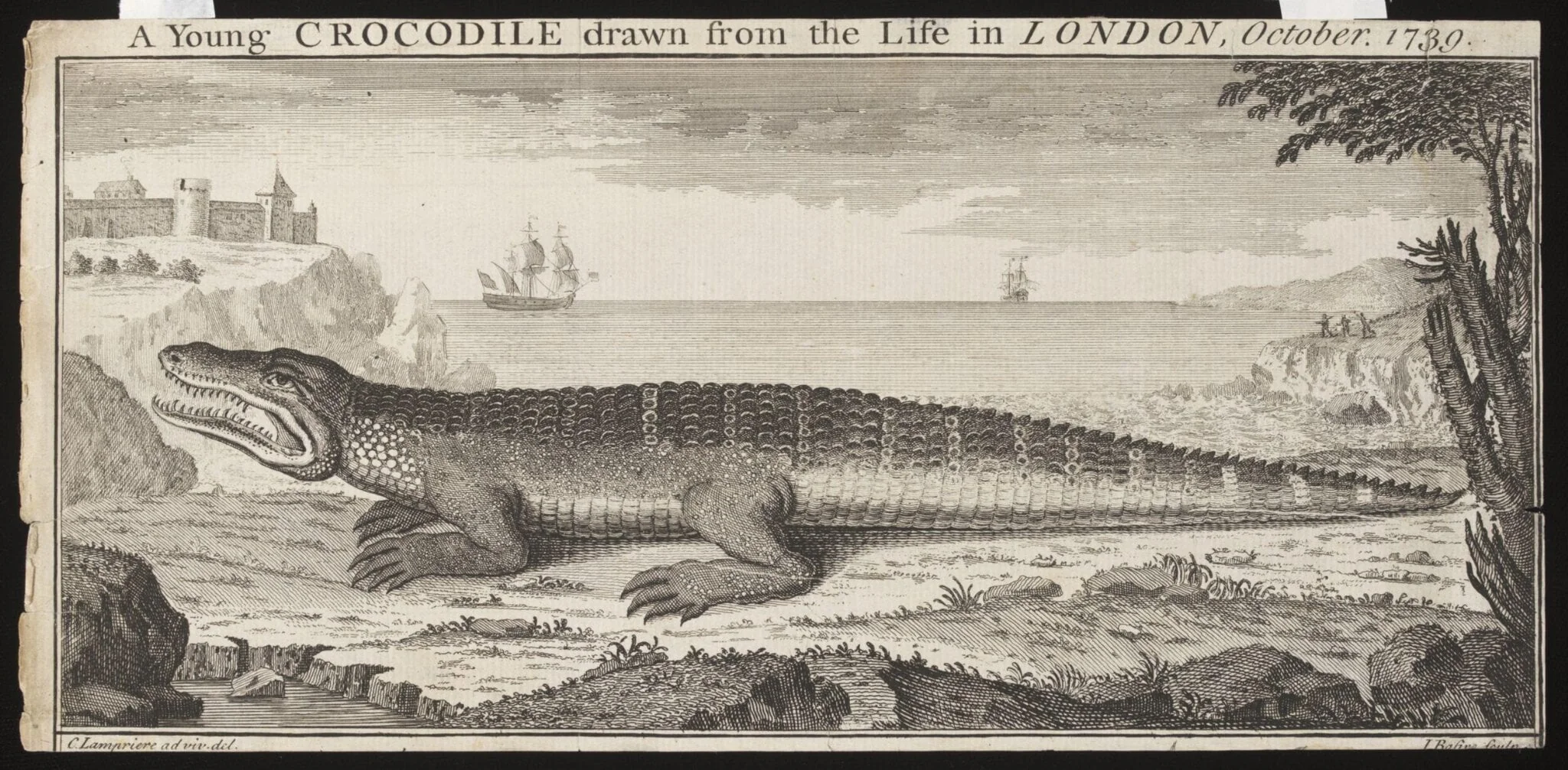 A Young CROCODILE drawn from the Life in LONDON, October. 1739., detail