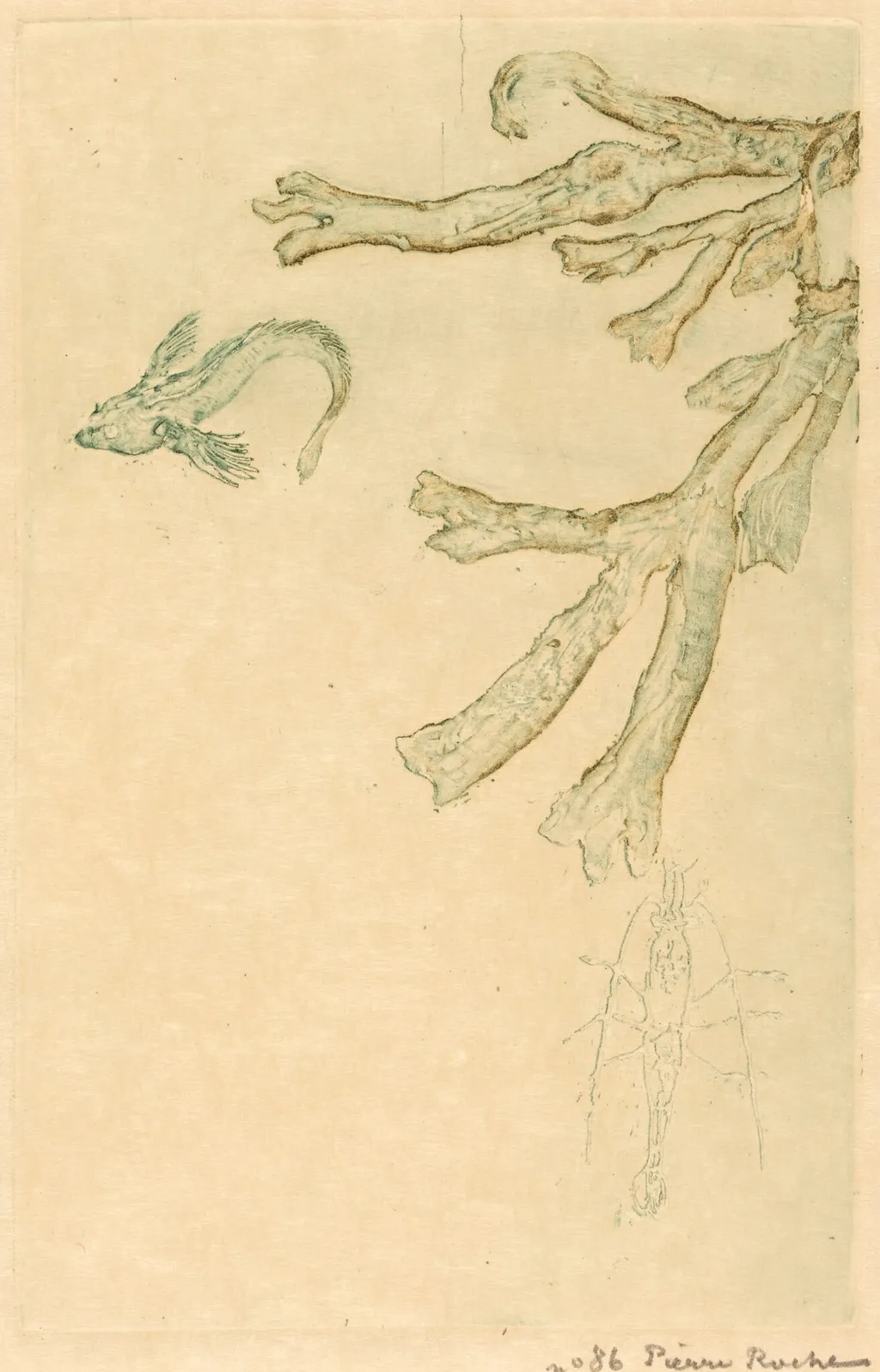 Marine Algae (Algues marines), by Pierre Roche, 1893
