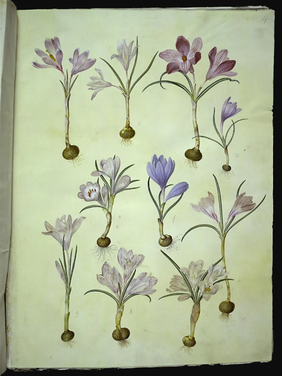 Crocus vernus (vår-krokus), detail