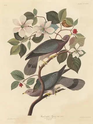 Band-tailed Pigeon, by Havell, Jr., Robert, ink, 1837