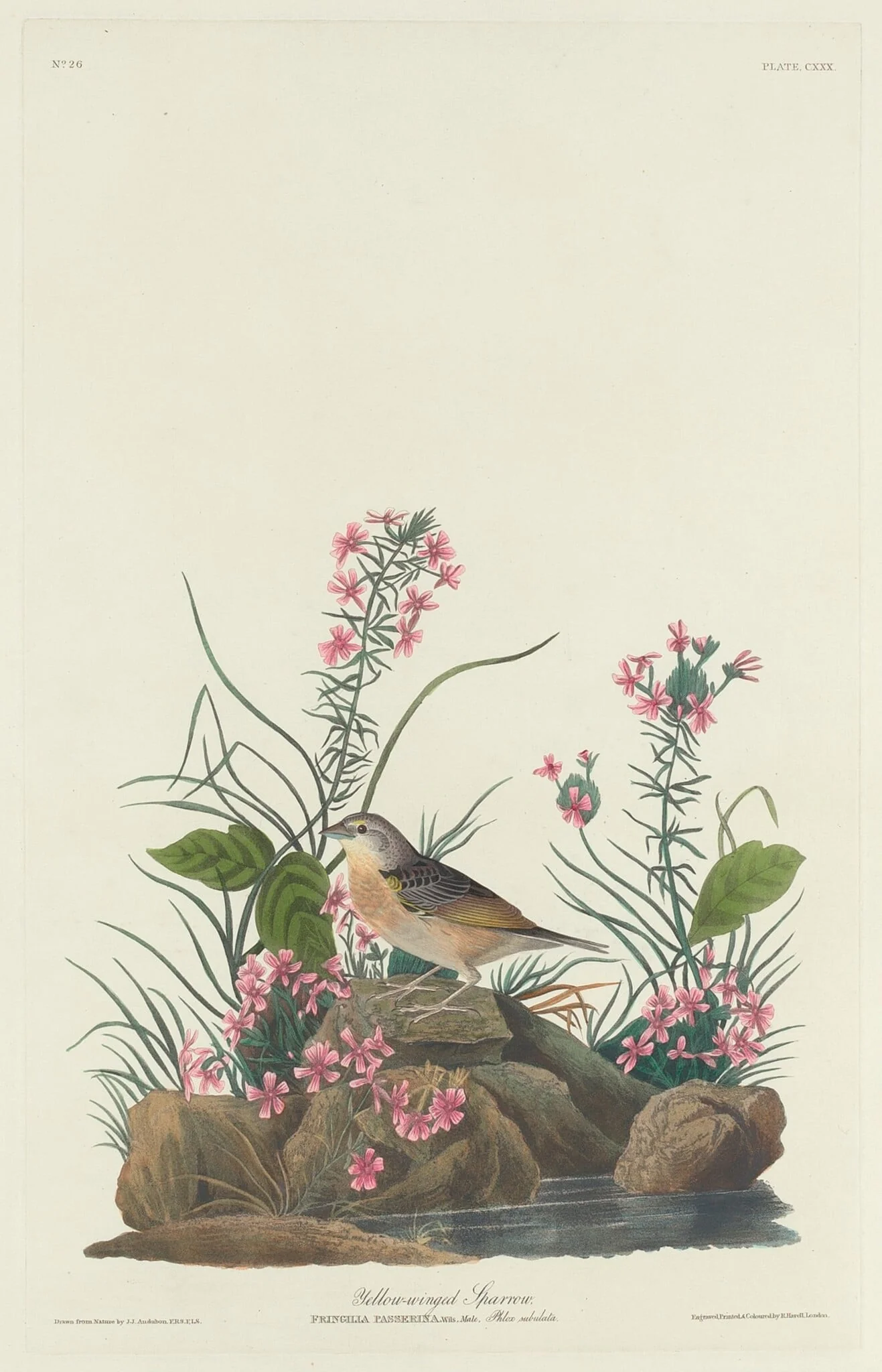 Yellow-winged Sparrow, detail