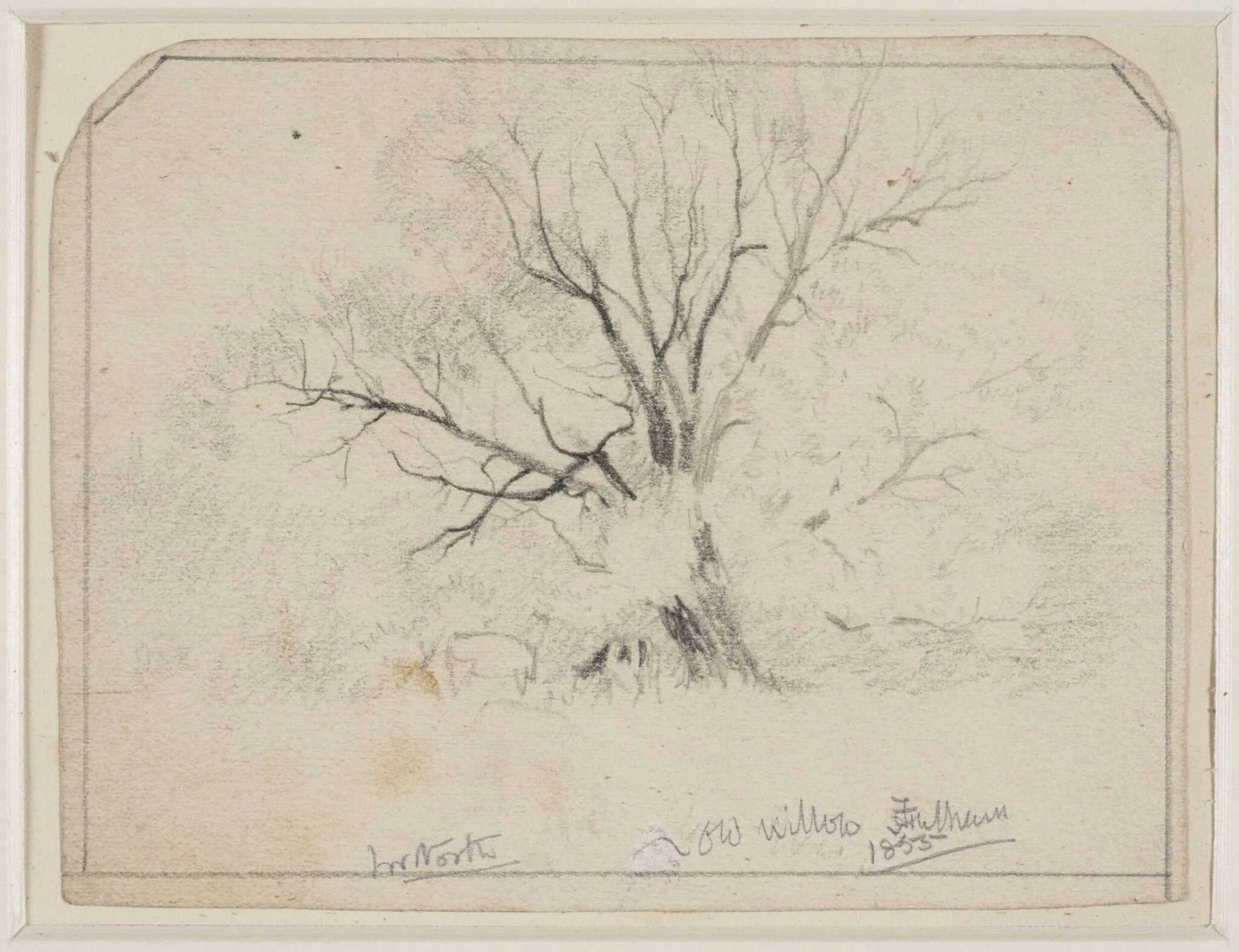 Old Willows, Fulham., detail