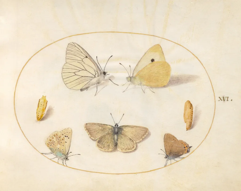 Plate 16: Black-Veined White, Clouded Yellow, Black Hairstreak(?), Geranium Argus(?), and Common Blue Butterflies with Two Chrysalides, by Joris Hoefnagel, gouache, 1594