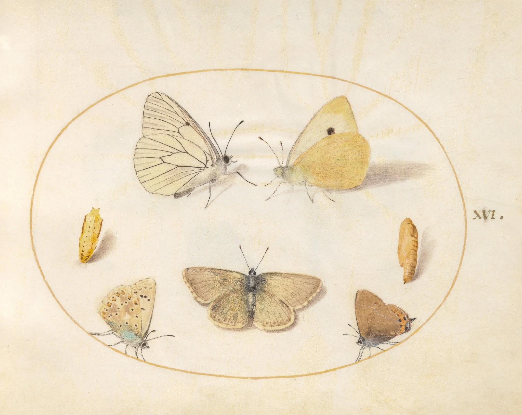 Plate 16: Black-Veined White, Clouded Yellow, Black Hairstreak(?), Geranium Argus(?), and Common Blue Butterflies with Two Chrysalides, detail