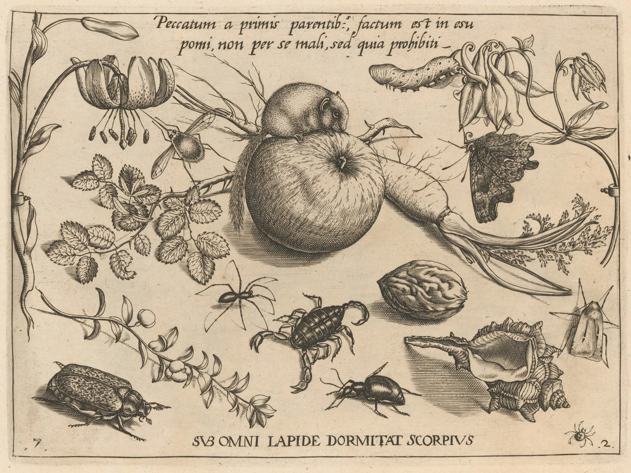 Archetypa studiaque patris Georgii Hoefnagelii [Part 2, Plate 7], detail