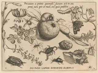 Archetypa studiaque patris Georgii Hoefnagelii [Part 2, Plate 7], by Jacob Hoefnagel, ink, 1592