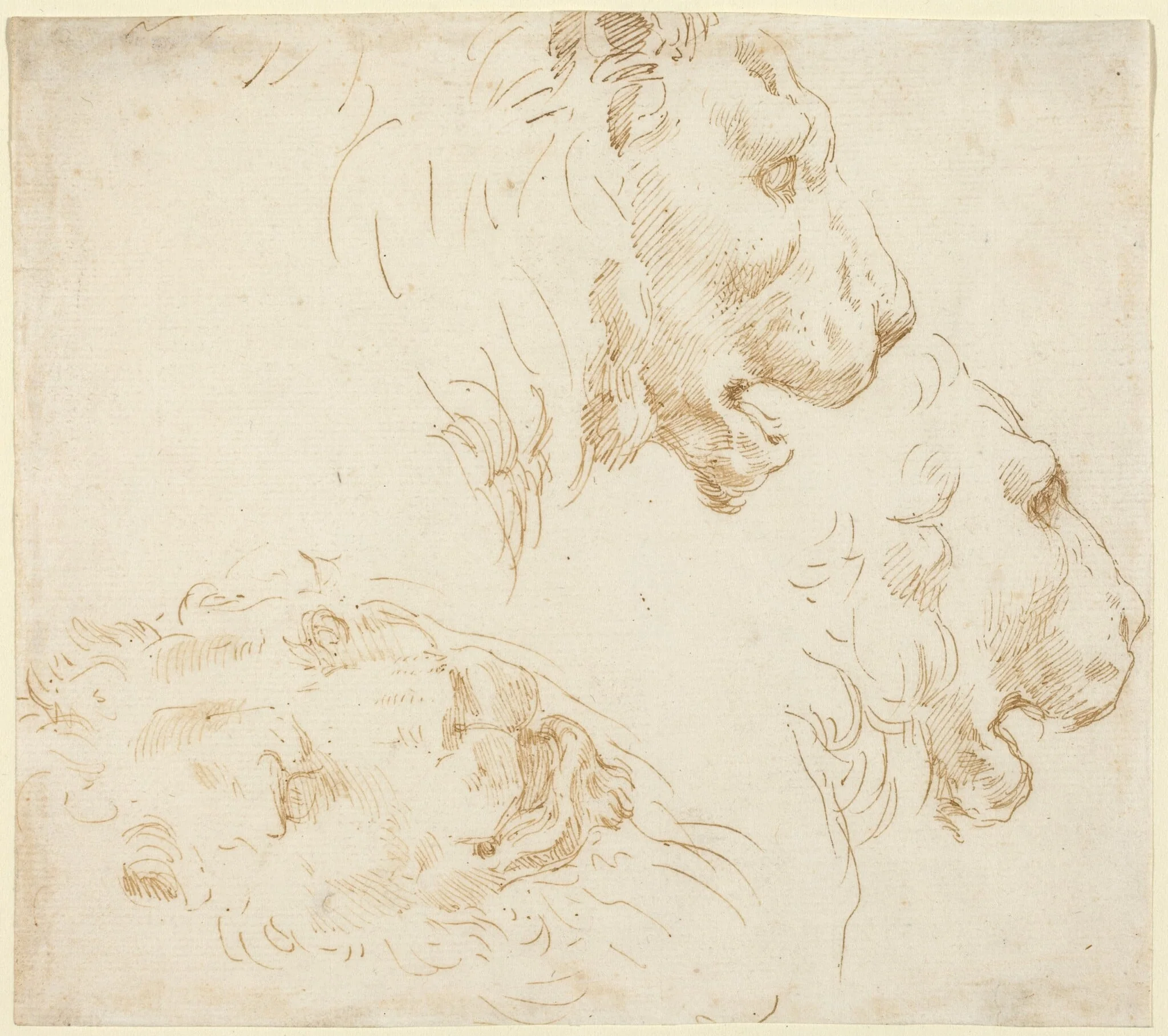 Studies of a Lion's Head, detail